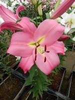 [4579 VH55 Garceta No02.JPG]